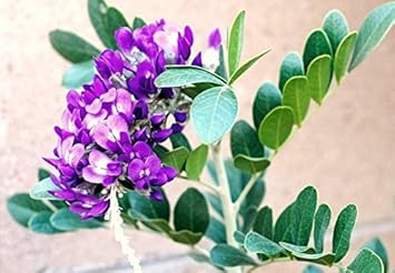 Purple Mescal Flower seeds for Planting - Compact Growth, Heirloom & GMO Free Seeds for Home Garden
 
 Sale for planting in home garden.