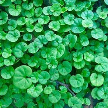 Green Dichondra Repens Lawn Flower seeds for Planting - Cut Flower Favorite, Heirloom & GMO Free Seeds for Home Garden
 
 Sale for planting in home garden.