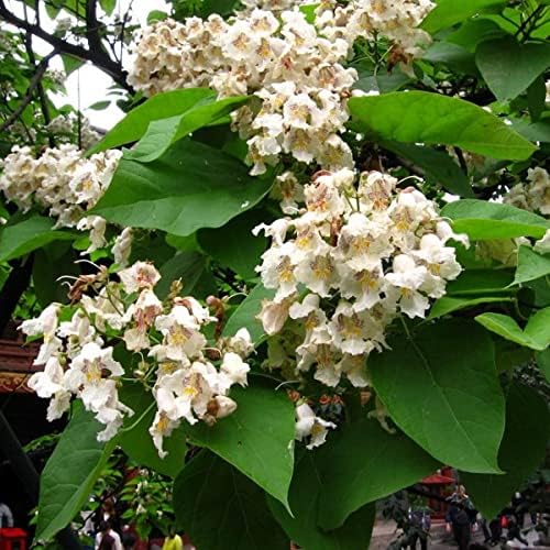 Heirloom (Heirloom Catalpa) seeds for planting in home garden