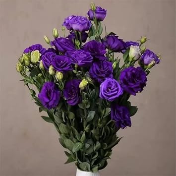 Deep Blue Eustoma (Lisianthus) Flower seeds for Planting - Hardy Variety, Heirloom & GMO Free Seeds for Home Garden
 
 Sale seeds for home garden