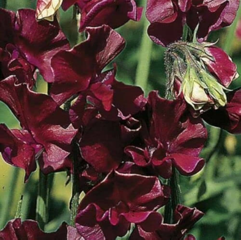 Burgundy Winter Elegance Sweet Pea Seeds