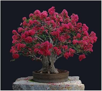 Crepe Myrtle Flower seeds for Planting - Premium Quality, Heirloom & GMO Free Seeds for Home Garden
 
 Sale for planting in home garden