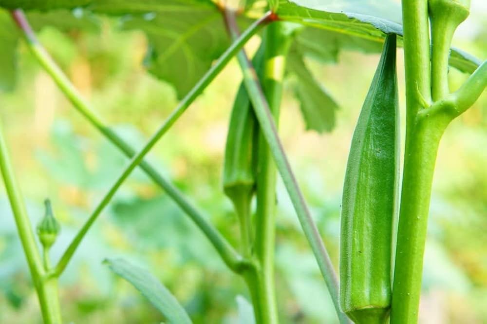 Okra Abelmoschus Esculentus Seeds for planting in home garden