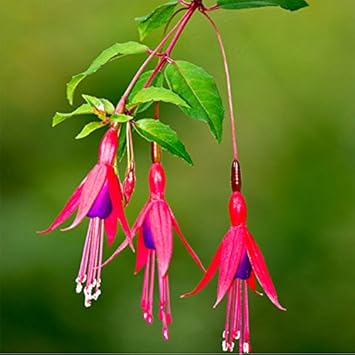 Purple Fuchsia Magellanica Flower seeds for Planting - Sun Loving, Heirloom & GMO Free Seeds for Home Garden
 
 Sale for planting in home garden.