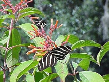 Pink Firebush Flower seeds for Planting - Premium Quality, Heirloom & GMO Free Seeds for Home Garden
 
 Sale seeds for home garden