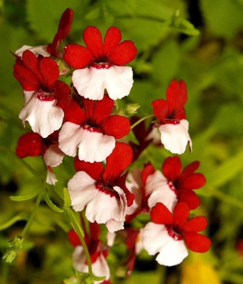 Red White Nemesia Strumosa Flower Seeds