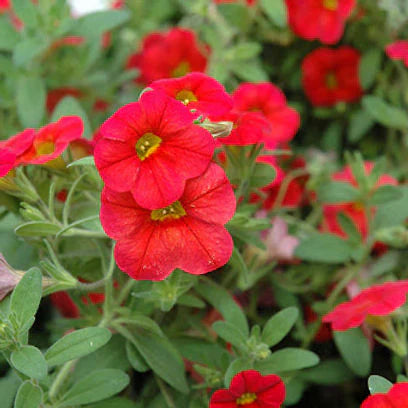 Scarlet Red Petunia Flower seeds for Planting - Vibrant Colors, Heirloom & GMO Free Seeds for Home Garden
 
 Sale seeds for home garden