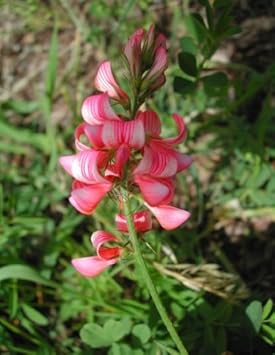 Pink Sainfoin Flower seeds for Planting - Seasonal Bloomer, Heirloom & GMO Free Seeds for Home Garden
 
 Sale for planting in home garden.