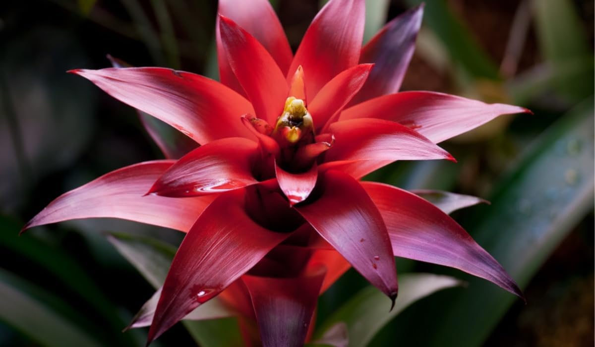 Red (Red Bromeliad) seeds for planting in home garden