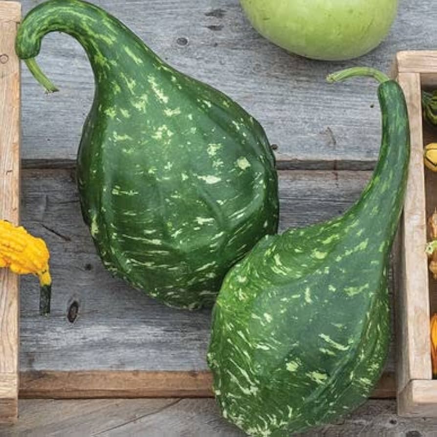 Maranka Dinosaur Gourd Cucurbita maxima for planting in vegetable patch