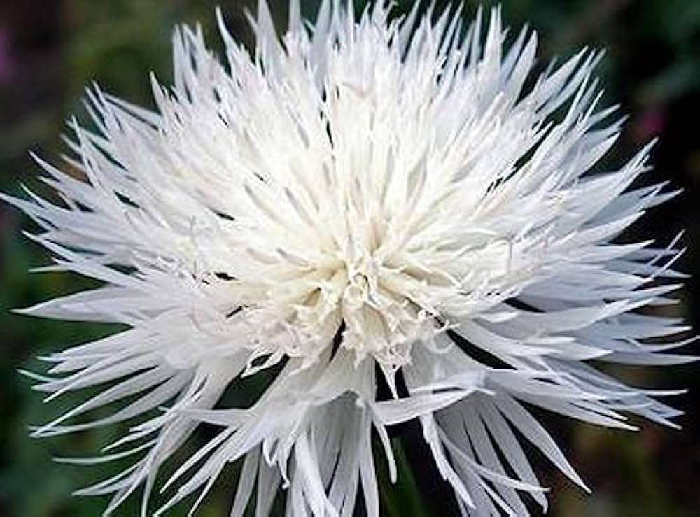 Bachelor Button Centaurea cyanus seeds for planting in wildflower garden