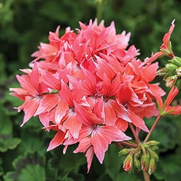 Dark Brown Anthurium Flower Seeds for Planting Low Maintenance Heirloom & GMO Free Seeds for Home Garden
 
 Sale for planting in home garden