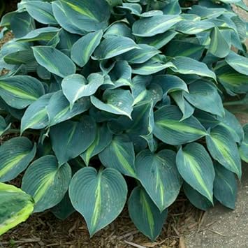 Sea Green Hosta Flower seeds for Planting - Compact Growth, Heirloom & GMO Free Seeds for Home Garden
 
 Sale seeds for planting in home garden