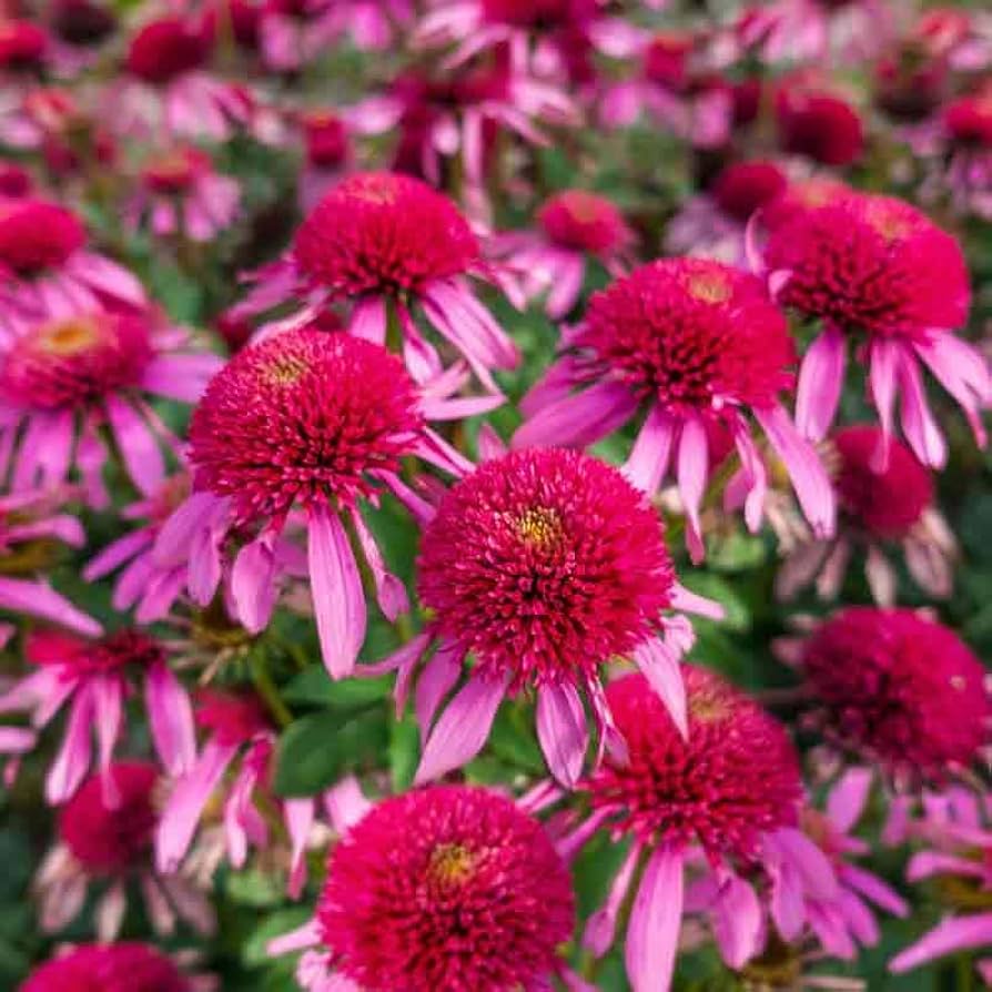Gum Drop Coneflower Echinacea purpurea for planting in flower bed