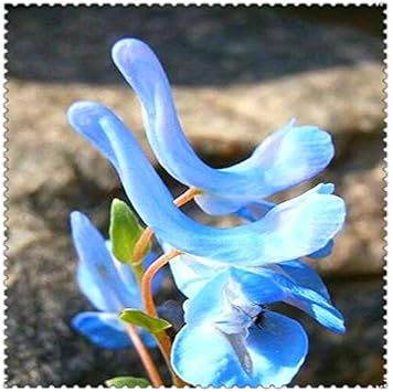 Blue Swan Flower seeds for Planting - Compact Growth, Heirloom & GMO Free Seeds for Home Garden
 
 Sale seeds for planting in home garden