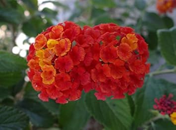Mixed Lantana Camara Flower seeds for Planting - Garden Favorite, Heirloom & GMO Free Seeds for Home Garden
 
 Sale for planting in home garden.
