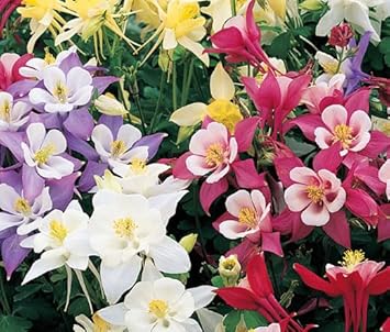 Columbine Flower seeds for Planting Premium Quality Heirloom & GMO Free Seeds for Home Garden 
 
 Sale for planting in home garden