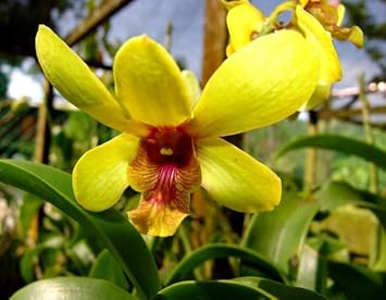 Yellow Orchid Planting Seeds