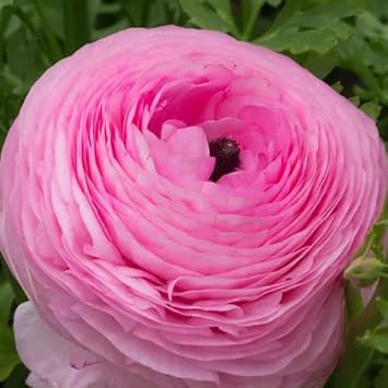 Green Chandelier for Planting Perfect for Borders Heirloom & GMO Free Seeds for Home Garden
 
 Sale for planting in home garden