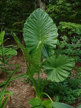 Alocasia Macrorrhiza Flower seeds for Planting Garden Favorite Heirloom & GMO Free Seeds for Home Garden 
 
 Sale for planting in home garden