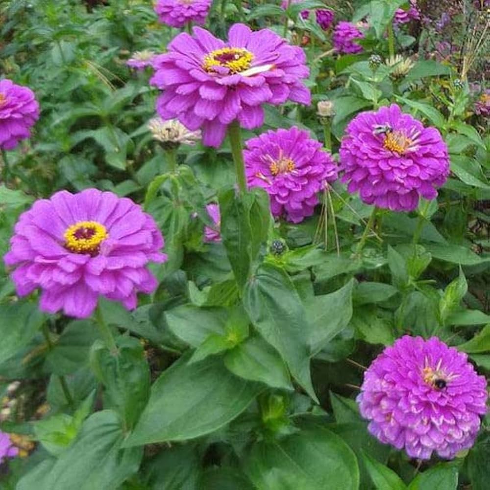 Amethyst Flower Seeds (4G) for Vibrant Purple Blooms