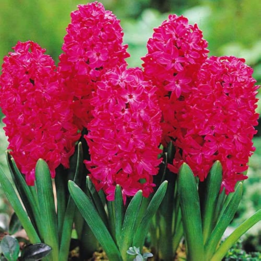Red Hyacinth Flower seeds for Planting - Sun Loving, Heirloom & GMO Free Seeds for Home Garden
 
 Sale for planting in home garden.