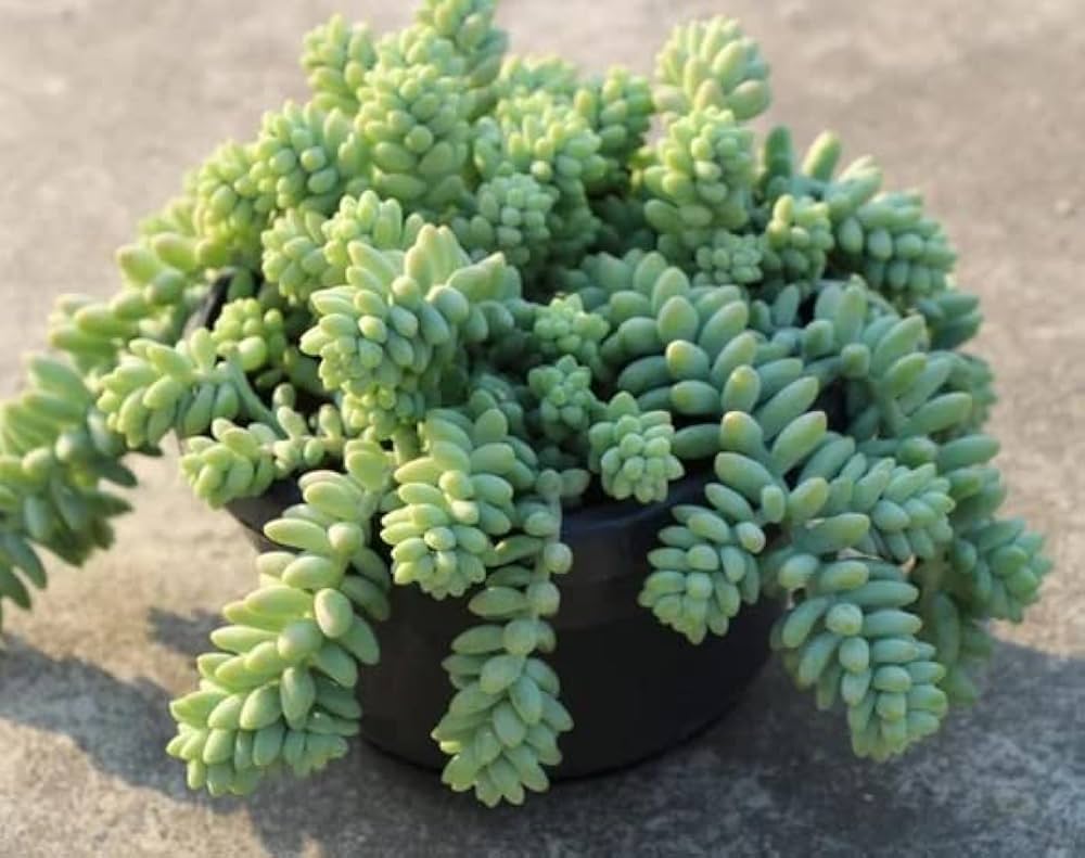 Sedum Succulent Planting Seeds: Black Green Variety Plant Seeds