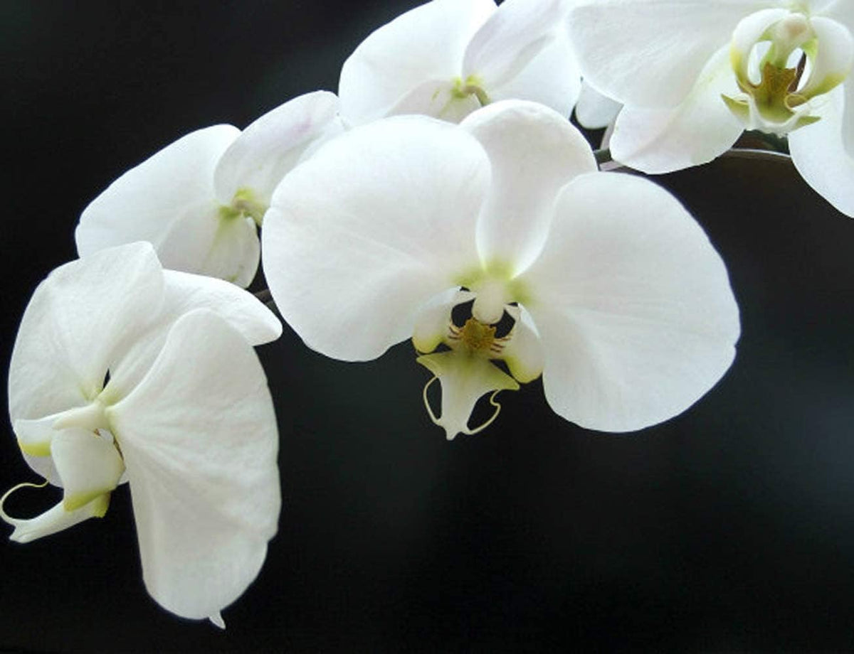 White (White Phalaenopsis) seeds for planting in home garden