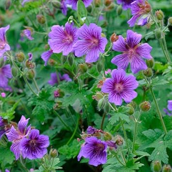 Soft Pink Mini Violet Rare Flower Seeds for Planting Vibrant Colors Heirloom & GMO Free Seeds for Home Garden
 
 Sale for planting in home garden