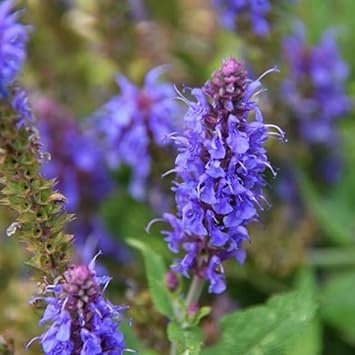 Hyssop Flower seeds for Planting Long Bloom Season Heirloom & GMO Free Seeds for Home Garden 
 
 Sale for planting in home garden