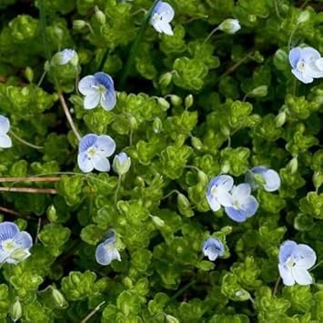 Blue Veronica Repens Flower seeds for Planting - Compact Growth, Heirloom & GMO Free Seeds for Home Garden
 
 Sale for planting in home garden