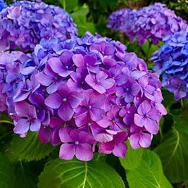 Blue Purple Hydrangea Flower seeds for Planting Long Bloom Season Heirloom & GMO Free Seeds for Home Garden 
 
 Sale seeds for home garden planting