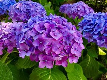 Blue Purple Hydrangea Flower seeds for Planting - Easy to Grow, Heirloom & GMO Free Seeds for Home Garden
 
 Sale seeds for home garden