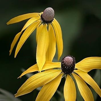 Yellow ConeFlower seeds for Planting - Colorful Display, Heirloom & GMO Free Seeds for Home Garden
 
 Sale for planting in home garden.
