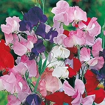 Purple Mixed Cineraria Flower Seeds for Planting Long Bloom Season Heirloom & GMO Free Seeds for Home Garden
 
 Sale for planting in home garden