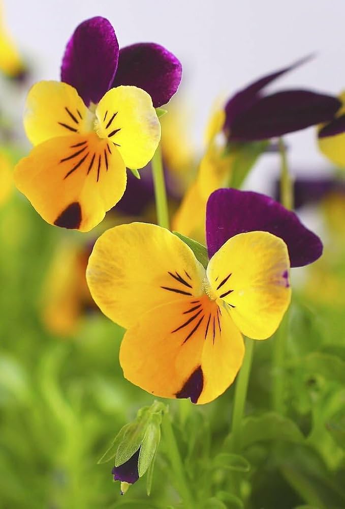 Pansy Dynamite Red Yellow flower seeds for spring blooms