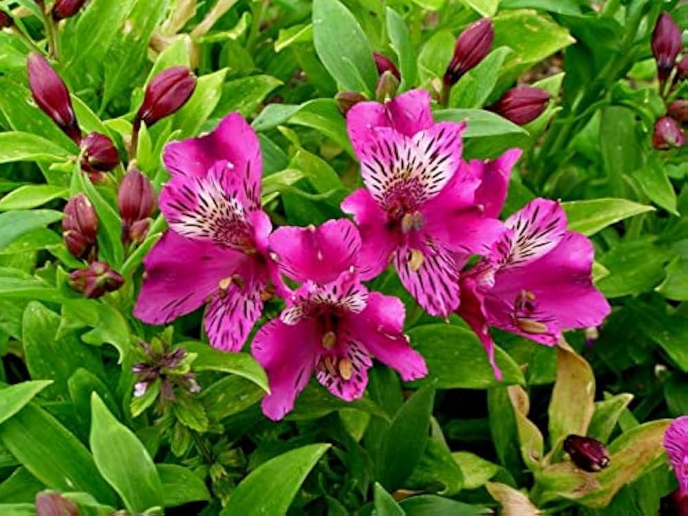 Alstromeria Peruvian Lily Alstroemeria spp. for planting in flower garden