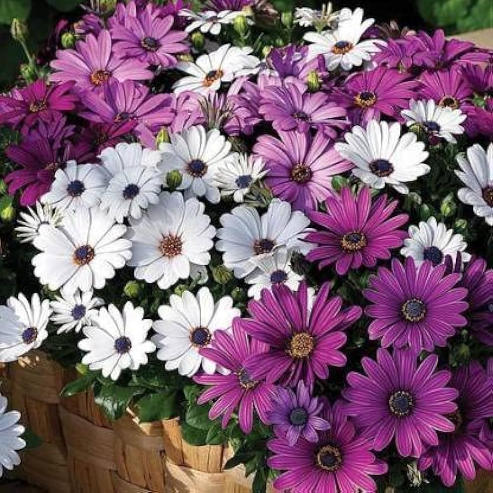 Osteospermum Flower seeds for Planting - Vibrant Colors, Heirloom & GMO Free Seeds for Home Garden
 
 Sale for planting in home garden.