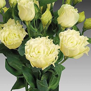 Light Blue Mini Violet Flower Seeds for Planting Garden Favorite Heirloom & GMO Free Seeds for Home Garden
 
 Sale for planting in home garden