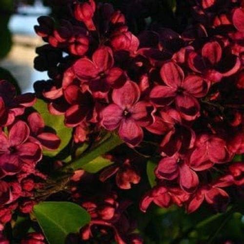 Red Lilac Seeds Tree Fragrant Hardy Perennial Flower Shrub Garden Plant Best Selling