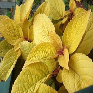 Army Green Humulus Lupulus Seeds for Planting – Heirloom & NonGMO Garden Favorite
 
 Sale for planting in home garden