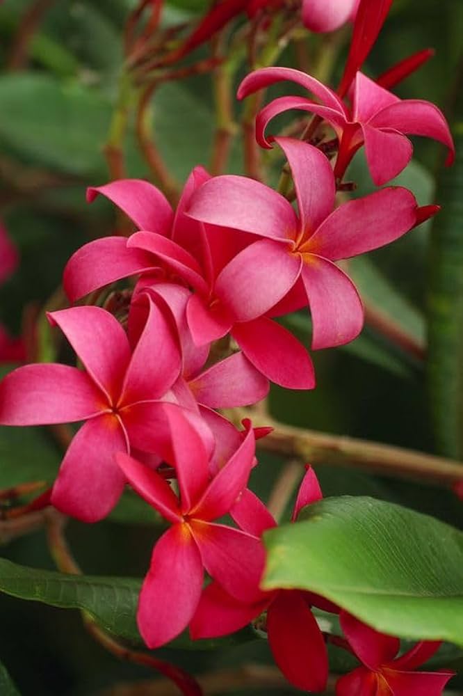 Plumeria Rubra Plumeria for planting in tropical garden