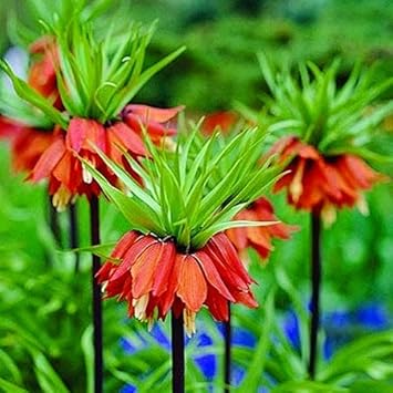 Red Crown Imperial Fritillaria Flower Seeds, Heirloom Non-GMO Blooms for Elegant Spring Garden Planting
 
 Sale seeds for home garden