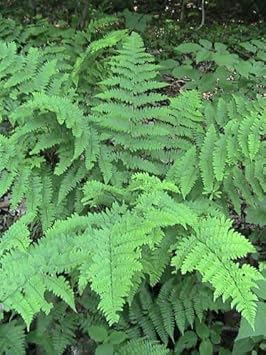 Green Fern Spore Flower seeds for Planting - Seasonal Bloomer, Heirloom & GMO Free Seeds for Home Garden
 
 Sale seeds for home garden