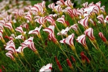Candy Cane Sorrel Flower seeds for Planting - Compact Growth, Heirloom & GMO Free Seeds for Home Garden
 
 Sale seeds for home garden
