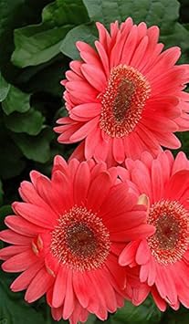 Gerbera Flower seeds for Planting - Premium Quality, Heirloom & GMO Free Seeds for Home Garden
 
 Sale for planting in home garden.