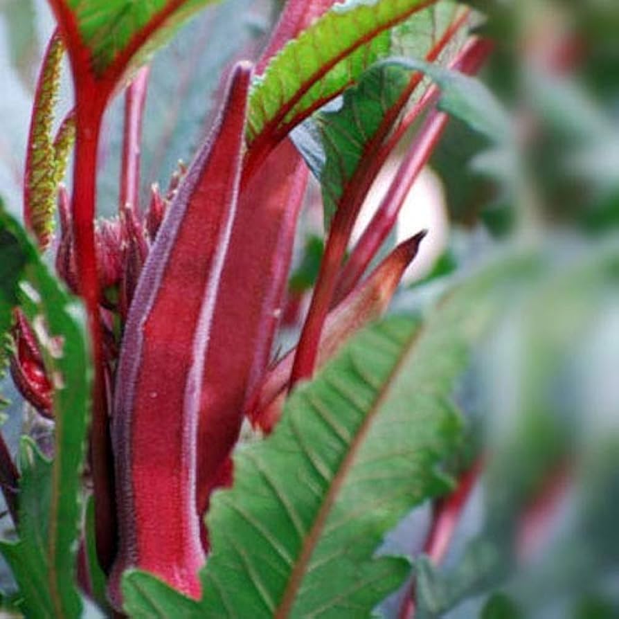 Seltene KochenFlowers Okra Red Burgundy Seeds for planting in vegetable garden