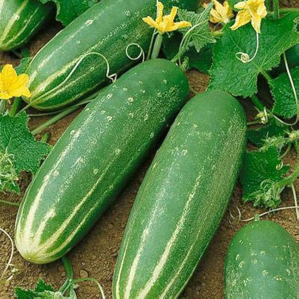 Long Cucumber Cucumis sativus seeds for planting in vegetable patch