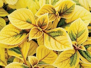 Coleus Yellow Flower seeds for Planting - Pollinator Friendly, Heirloom & GMO Free Seeds for Home Garden
 
 Sale seeds for planting in home garden