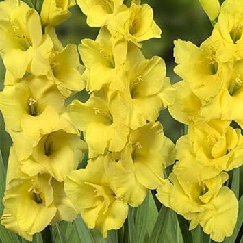 Yellow Gladiolus Planting Seeds For Vibrant Flowering Gardens